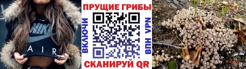 Псилоцибиновые грибы Cubensis Бронницы